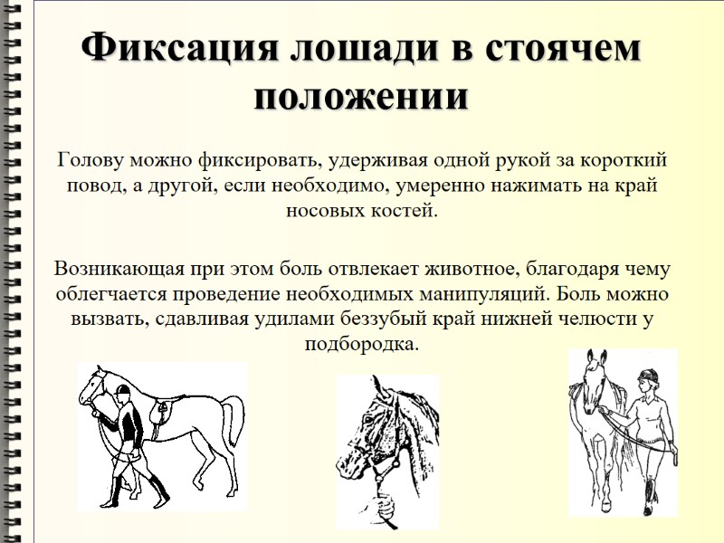 Фиксация лошади в стоячем положении Голову можно фиксировать, удерживая одной рукой за короткий повод,
